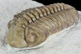 Bargain, Long Kainops Trilobite - Oklahoma #104033-1
